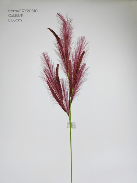 Autumn pampas grass branch